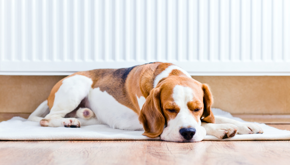 Heritage Heating Dog Sleeping By Radiator